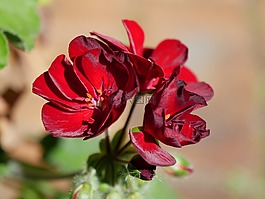 紅色花,花的,花園