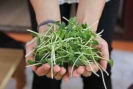 向日葵,向日葵發芽,葵花子