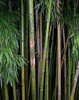 竹,绿色,厂
