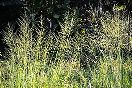 maana 楓葉,高草,草