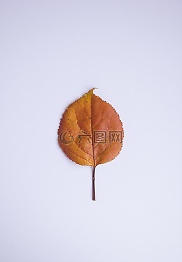 葉,秋,顏色