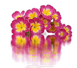 春天,報(bào)春花,廠