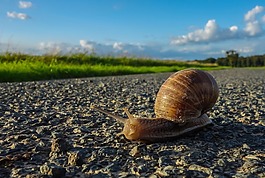 蝸牛,路,性質(zhì)