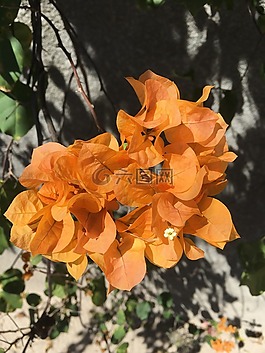 花,園藝,多彩