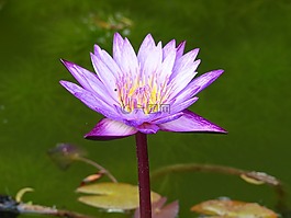 性質(zhì),花,廠