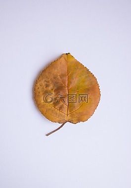 葉,秋,顏色
