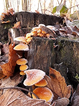 蘑菇,性質(zhì),秋季