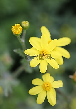 綠色,黃色,花卉
