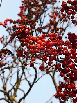 秋季,rowanberries,布什