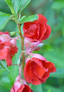 紅色濾出物花,紅色的花,花