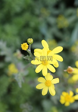 綠色,黃色,花卉