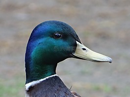 野鴨,湯姆,鳥