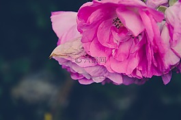 花,玫瑰,婚禮