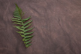 蕨類,葉蕨,廠