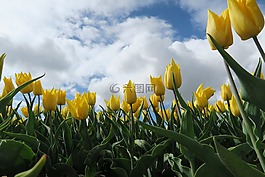 郁金香,黃色,性質(zhì)