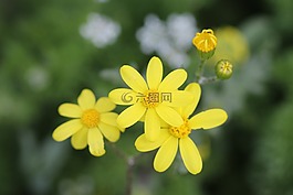 綠色,黃色,花卉