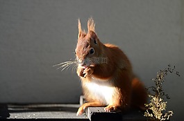 松鼠,嚙齒動物,可愛