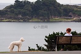 公園長椅,女子,狗