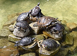 海龜,爬行動(dòng)物,性質(zhì)