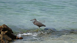 海,藍(lán)色,海灘