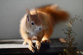 松鼠,嚙齒動物,可愛