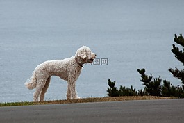 狗,动物,路