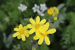 綠色,黃色,花卉