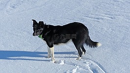 國內(nèi)動物,狗,牧羊犬