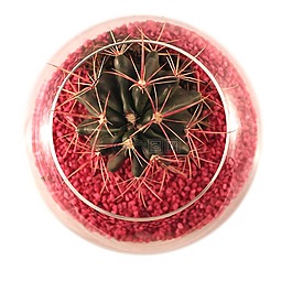 仙人掌,孤立,植物