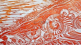 海岸,海灘,外殼