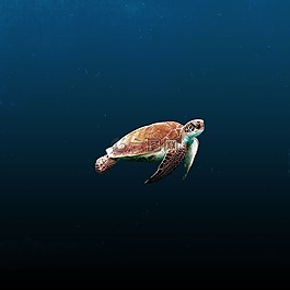 水,海洋,動物