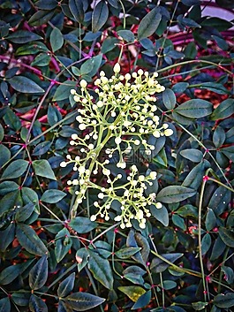 開(kāi)花,盛開(kāi),春天的花朵