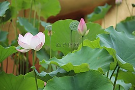 花,蓮花,水生植物