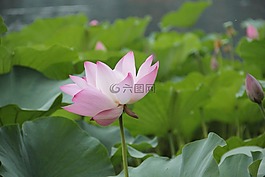花,蓮花,水生植物