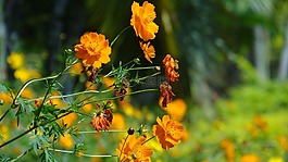 花,花園,花卉園