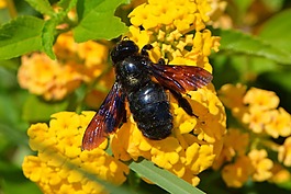 蜜蜂,動(dòng)物,開(kāi)花