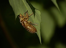 蝉,cicadoidea,昆虫