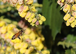 蜜蜂,飛行,翅膀
