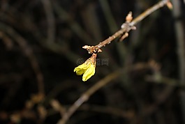 連翹,灌木,芽