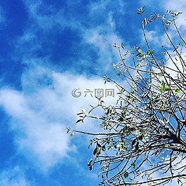 天空,藍(lán)色,雪