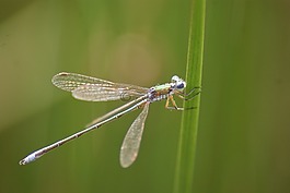 蜻蜓,系泊,夏季