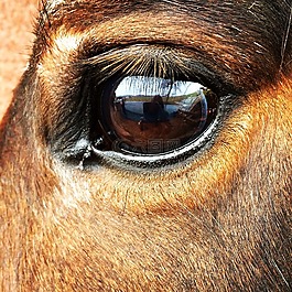 馬,眼,馬眼