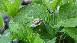 葉子,蝸牛,性質(zhì)