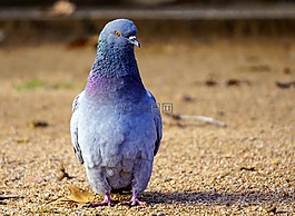 鳥,性質(zhì),動物界