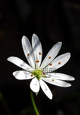 grässtjärnblomma,夏天,花卉