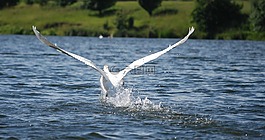 鳥,湖,?ab