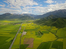 油菜花,青海,民樂