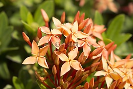 自然,花