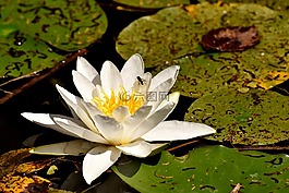 睡莲,白,夏季