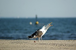海,鷗,海灘